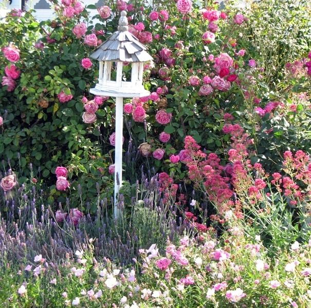 cottage-garden-roses-00_11 Вила градински рози