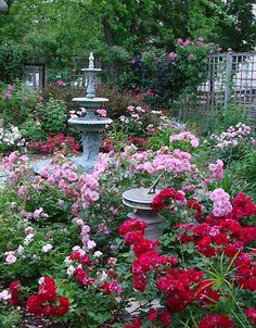 cottage-garden-roses-00_12 Вила градински рози