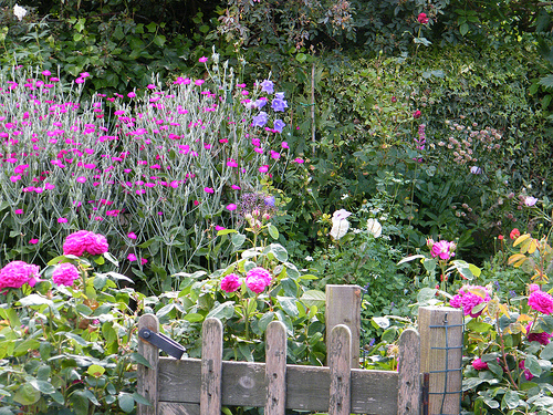 cottage-garden-roses-00_15 Вила градински рози