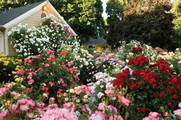 cottage-garden-roses-00_17 Вила градински рози
