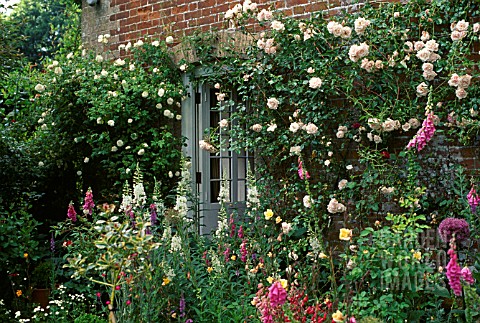 cottage-garden-roses-00_8 Вила градински рози
