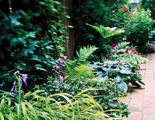 cottage-garden-shade-plants-47 Вила градина сянка растения