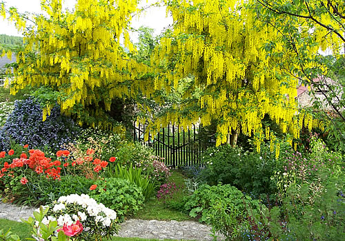 cottage-garden-shrubs-74 Вила градински храсти