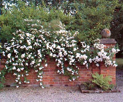 cottage-garden-walls-55_12 Вила градински стени