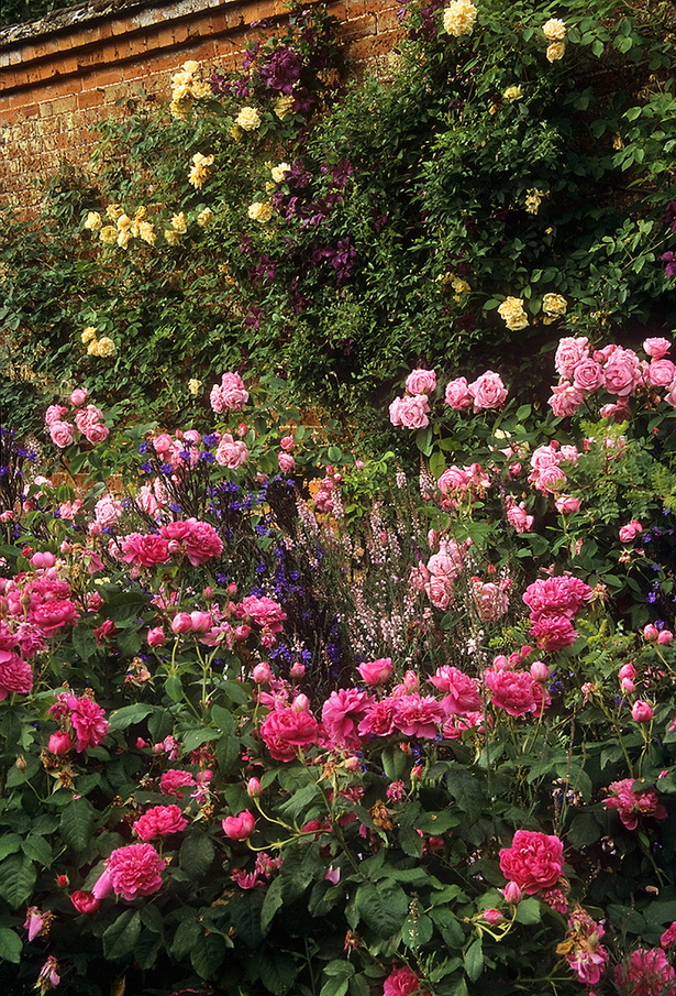 cottage-rose-garden-96_3 Вила Роза градина