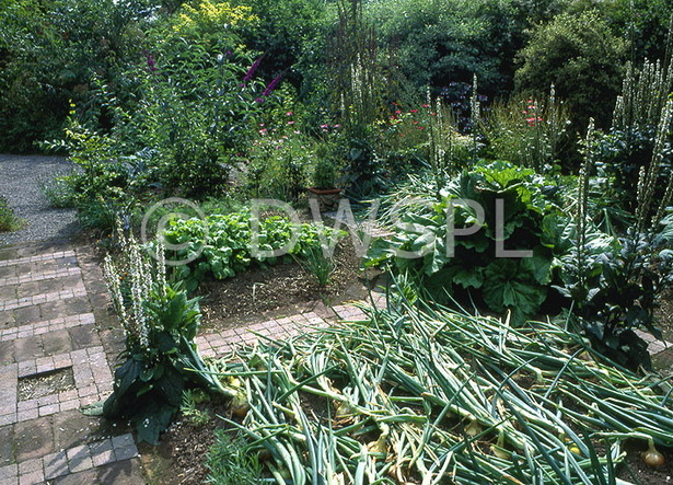 cottage-vegetable-garden-79_15 Вила зеленчукова градина