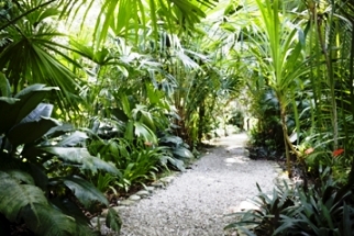 creating-a-tropical-garden-49_14 Създаване на тропическа градина