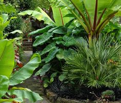 creating-a-tropical-garden-49_17 Създаване на тропическа градина