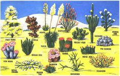 desert-friendly-plants-14 Пустинни Приятелски растения