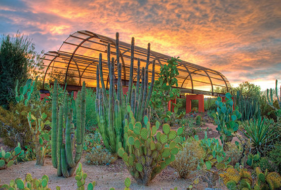 desert-garden-arizona-18 Пустинята градина Аризона