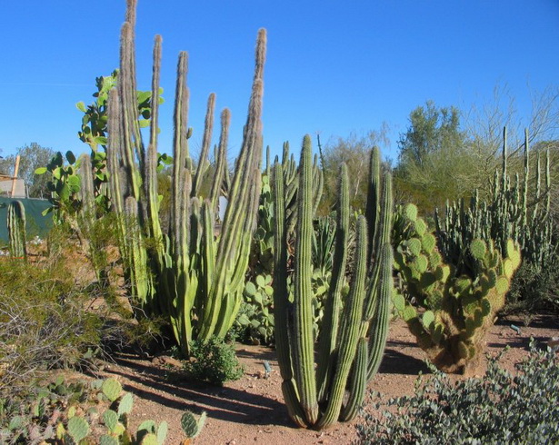 desert-garden-arizona-18_19 Пустинята градина Аризона