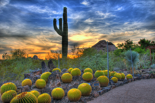 desert-garden-arizona-18_2 Пустинята градина Аризона