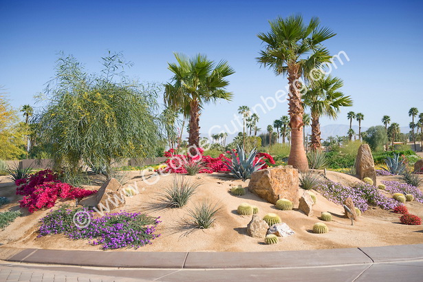 desert-garden-landscaping-49_17 Пустинна градина озеленяване