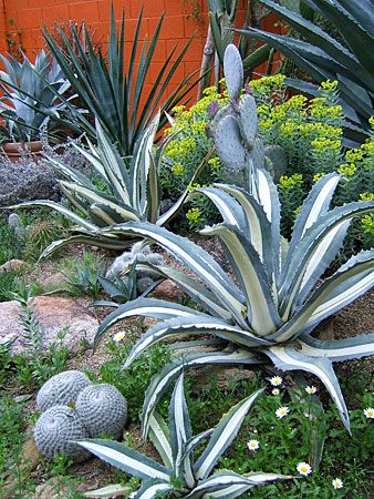 desert-gardening-tips-66_13 Съвети за пустинно градинарство