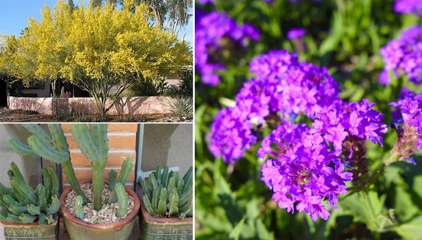 desert-gardening-tips-66_19 Съвети за пустинно градинарство