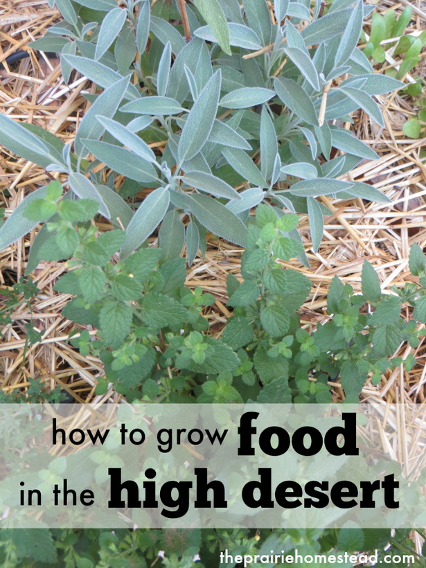 desert-gardening-tips-66_2 Съвети за пустинно градинарство