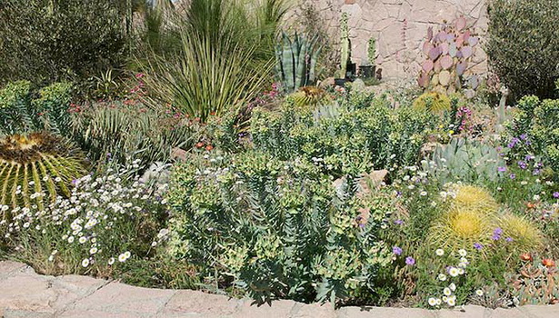 desert-gardening-tips-66_3 Съвети за пустинно градинарство