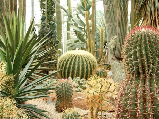 desert-gardening-tips-66_6 Съвети за пустинно градинарство