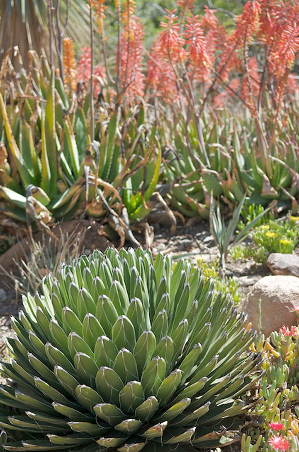 desert-gardening-tips-66_8 Съвети за пустинно градинарство
