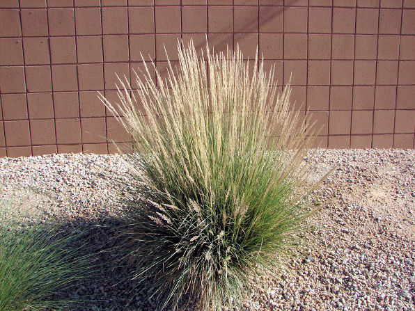 desert-grasses-for-landscaping-41_10 Пустинни Треви за озеленяване