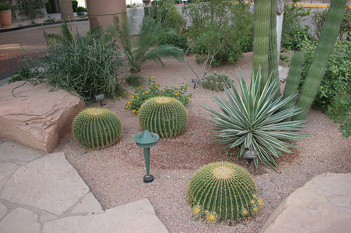 Пустинни ландшафтни растения