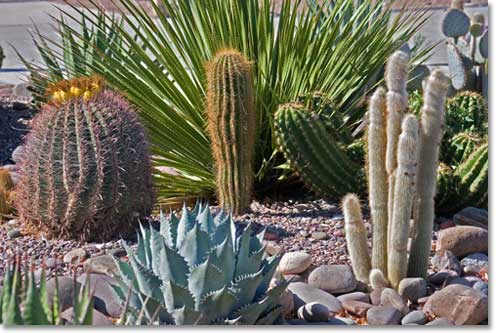 desert-landscape-plants-65_19 Пустинни ландшафтни растения
