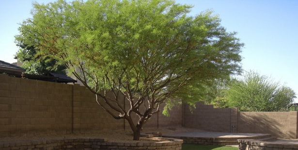 desert-landscape-trees-19_11 Пустинен пейзаж дървета