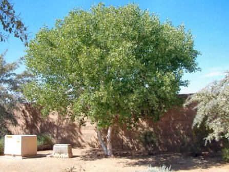 desert-landscape-trees-19_12 Пустинен пейзаж дървета