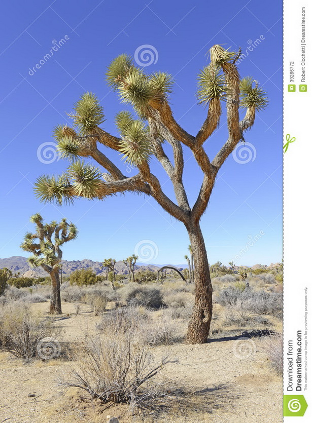 desert-landscape-trees-19_4 Пустинен пейзаж дървета