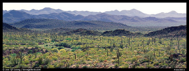 desert-landscaping-arizona-13 Пустинно озеленяване Аризона