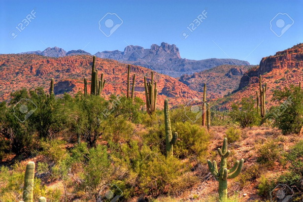 desert-landscaping-arizona-13_12 Пустинно озеленяване Аризона