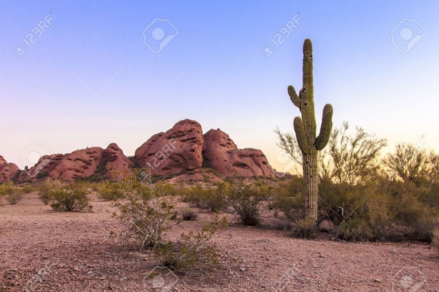 desert-landscaping-arizona-13_15 Пустинно озеленяване Аризона