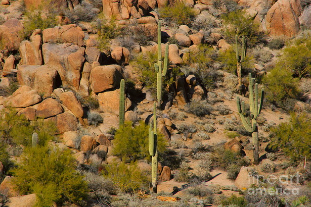 desert-landscaping-arizona-13_19 Пустинно озеленяване Аризона