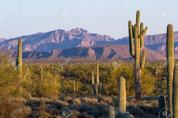 desert-landscaping-arizona-13_9 Пустинно озеленяване Аризона