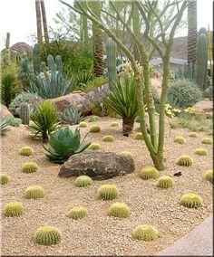 desert-landscaping-ideas-pictures-34_4 Пустинно Озеленяване Идеи снимки