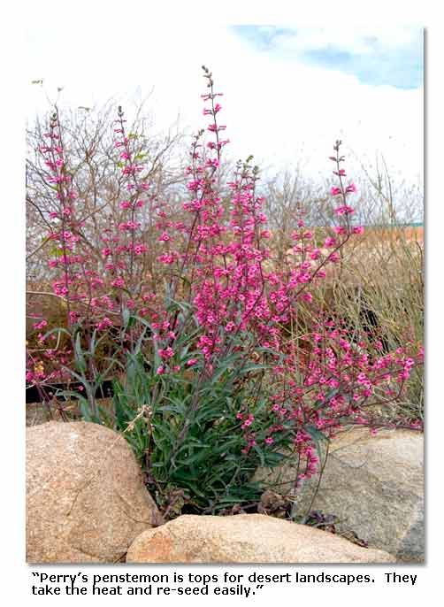 desert-plants-for-landscaping-48_10 Пустинни растения за озеленяване