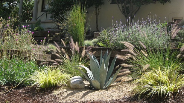 desert-plants-for-landscaping-48_11 Пустинни растения за озеленяване