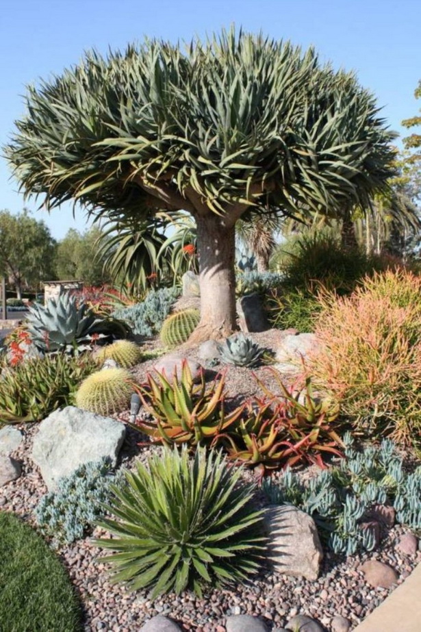 desert-plants-for-landscaping-48_12 Пустинни растения за озеленяване