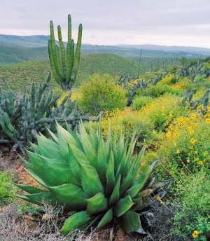 desert-plants-for-landscaping-48_14 Пустинни растения за озеленяване