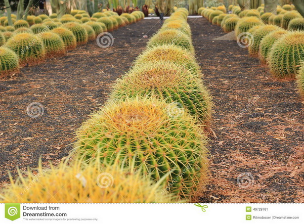 desert-plants-for-landscaping-48_15 Пустинни растения за озеленяване