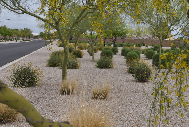 desert-plants-for-landscaping-48_16 Пустинни растения за озеленяване