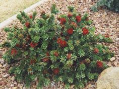 desert-plants-for-landscaping-48_8 Пустинни растения за озеленяване