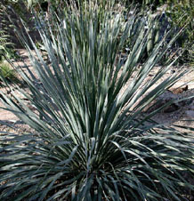 desert-plants-in-arizona-57 Пустинни растения в Аризона