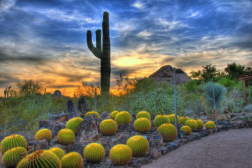 desert-plants-in-arizona-57_10 Пустинни растения в Аризона