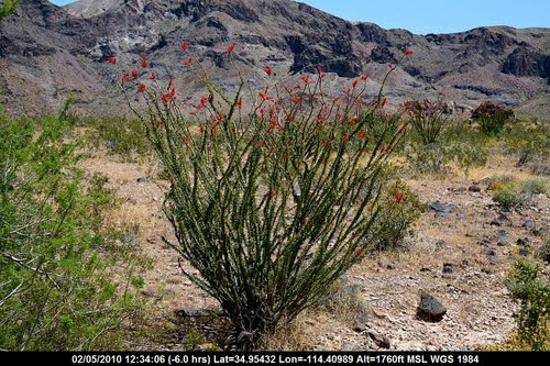 desert-plants-in-arizona-57_11 Пустинни растения в Аризона