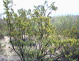 desert-plants-in-arizona-57_12 Пустинни растения в Аризона