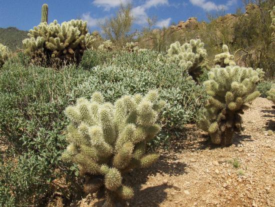 desert-plants-in-arizona-57_13 Пустинни растения в Аризона