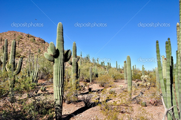 desert-plants-in-arizona-57_14 Пустинни растения в Аризона