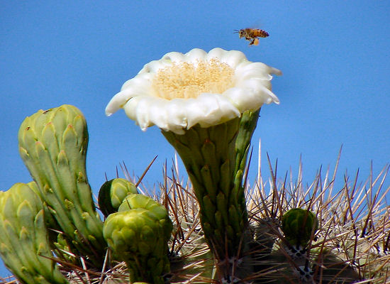desert-plants-in-arizona-57_15 Пустинни растения в Аризона