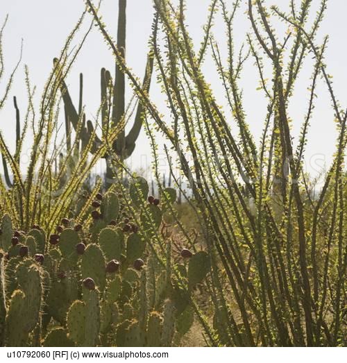 desert-plants-in-arizona-57_17 Пустинни растения в Аризона